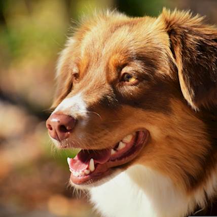 Anaphylactic Reaction to Vaccines in Dogs