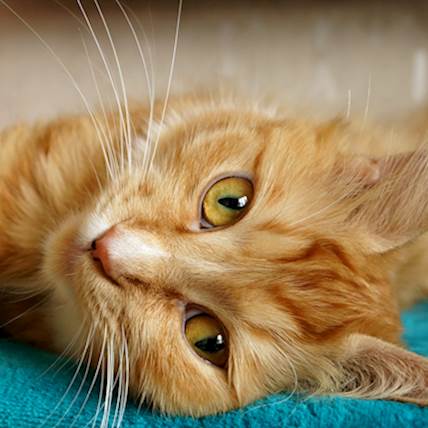 Feline Mammary Hyperplasia: An Overview | PetCareRx