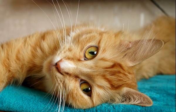 Feline Mammary Hyperplasia An Overview PetCareRx