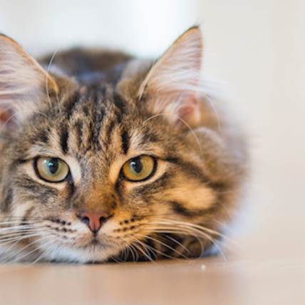 Antiseptic Solutions in Feline First Aid: Essential Tools for Cat Owners