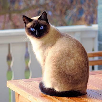 Lung Cancer in Cats: A Quick Guide