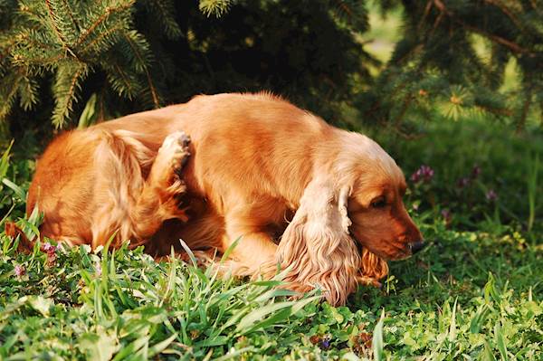 How to Keep Your Dog Safe from Fleas When Moving into an Old House