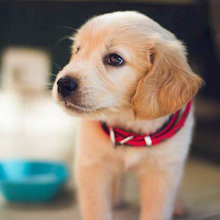 Uveitis in Dogs: Causes, Symptoms, and Treatment