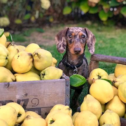 Getting Your Dog on a Vegetarian Diet: 3 Things to Remember