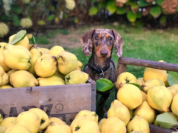 Getting Your Dog on a Vegetarian Diet: 3 Things to Remember