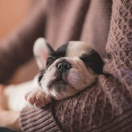 Nose Bleed (Epistaxis) in Dogs: A Closer Look
