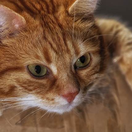 Why Is Your Cat Limping and What Can You Do to Help | PetCareRx