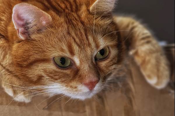 Why Is Your Cat Limping and What Can You Do to Help