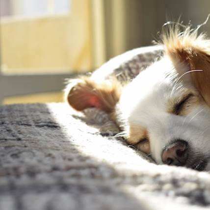 Image for What Causes Canine Ocular Onchocerciasis?