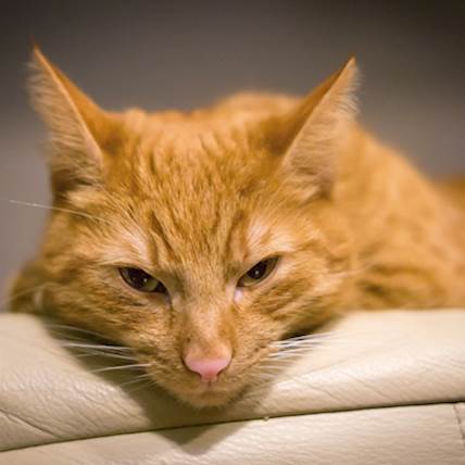 Image for Kidney Enlargement (Renomegaly) in Cats