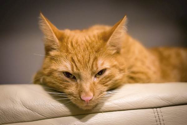 Kidney Enlargement (Renomegaly) in Cats