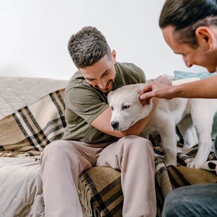 Image for Effective Solutions for Minor Dog Wounds, Featuring Chlorhexidine for Swift Healing