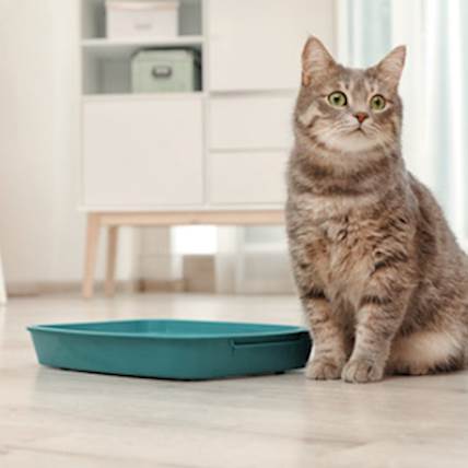 Purina Urinary Cat Food