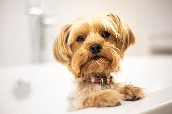 Why and When to Use Antibacterial Shampoo for Your Dog