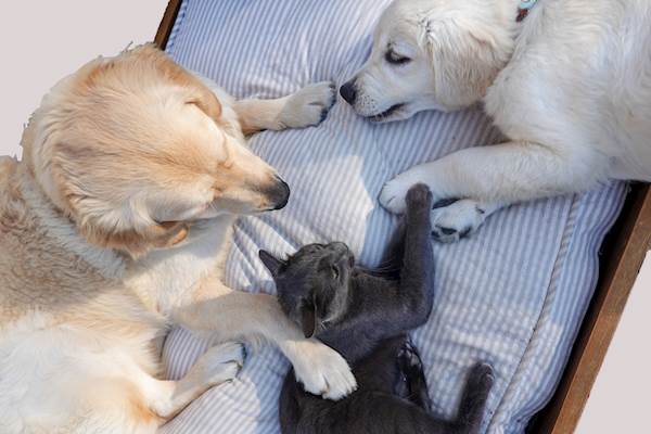 Tips for Keeping Both Cats and Dogs as Pets Under the Same Roof