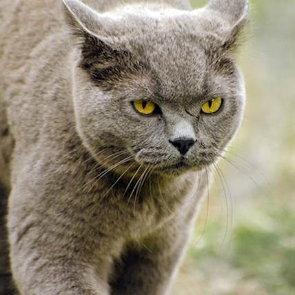 Myasthenia Gravis in Cats: A Detailed Overview