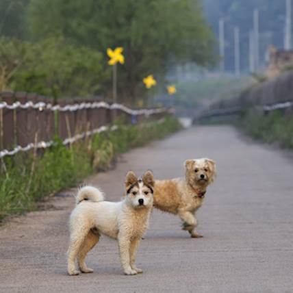 Neosporosis in Dogs: A Closer Look