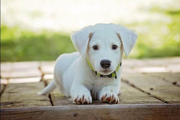 Nasal Solar Dermatitis (Collie Nose) in Dogs