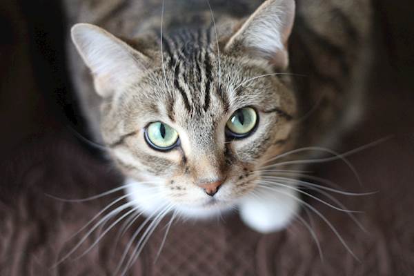 Upper Respiratory Infections In Cats