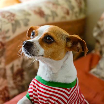 Thrombocytopenia in Dogs: Types, Symptoms, and Treatment