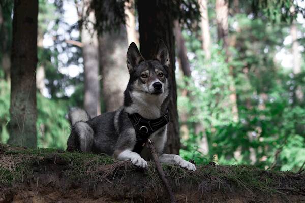 The Spreading Of The Chagas Disease In Dogs