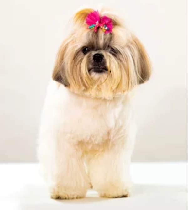 How to Cut Your Shih Tzu's Hair
