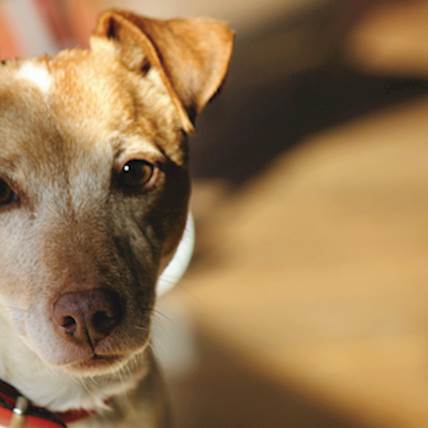 Understanding the Red Flags of Excessive Whining in Adult Dogs
