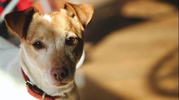 Understanding the Red Flags of Excessive Whining in Adult Dogs