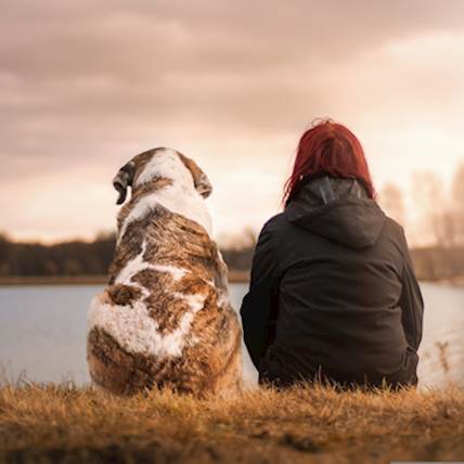 Image for 10 Tips to Comfort a Grieving Dog on the Death of Their Canine Companion