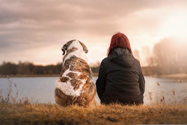 10 Tips to Comfort a Grieving Dog on the Death of Their Canine Companion