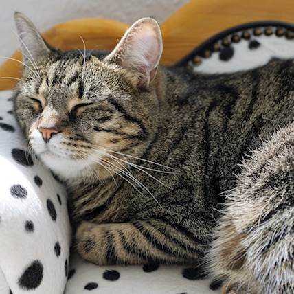 Image for Lactic Acidosis in Cats: Causes, Symptoms, and Treatment