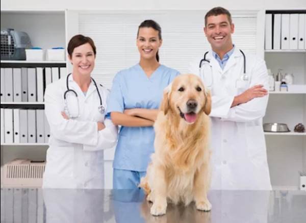Identifying A Cancerous Lump On Your Pet