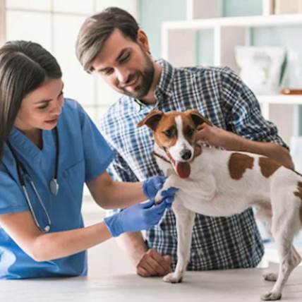 Cancerous Wart's On Dog's