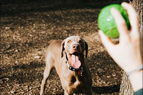 8 Things to Remember When Playing Outdoors With Your Dog