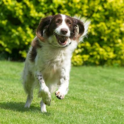 What Not to Feed Your Dog When It’s Suffering from Allergies
