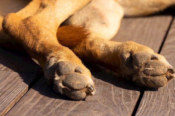 Common Paw Problems in Dogs and How Chlorhexidine Can Help