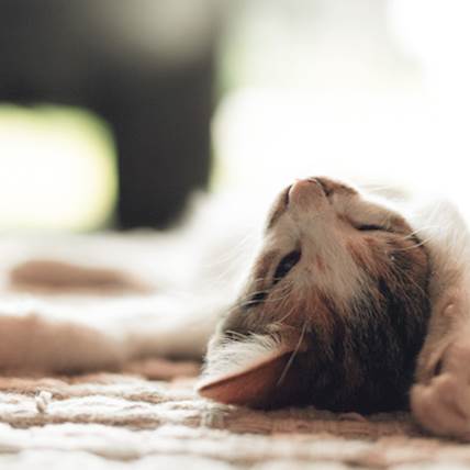 Dry Eye Syndrome in Cats: A Closer Look