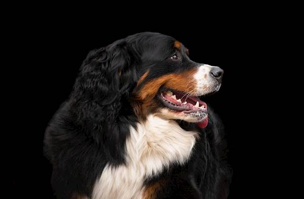 Common Causes of Seizures in Dogs
