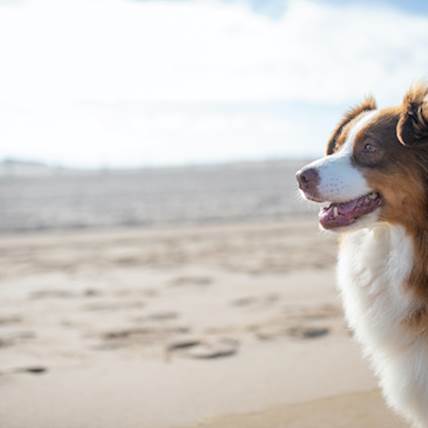 Do Contusions Need To Be Treated In Dogs?
