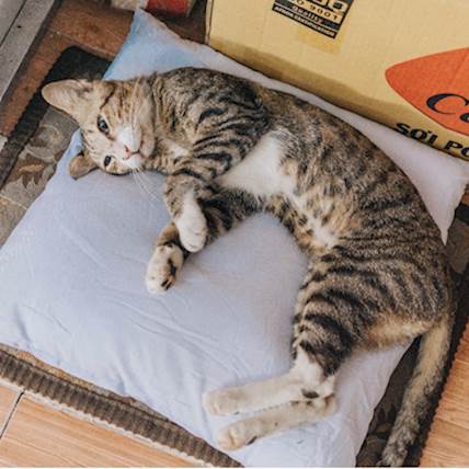 How to Litter Train Your Cat