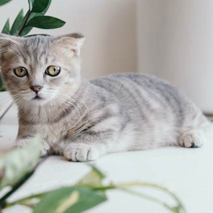 Signs of Nutritional Deficiencies in Kittens