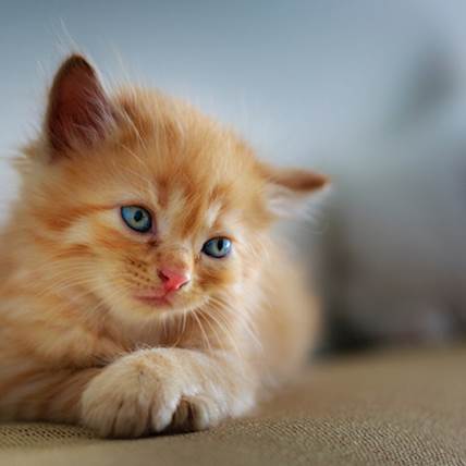 Image for Alopecia in Cats: Causes, Treatment, and Prevention