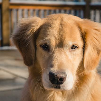 Pruritus in Senior Dogs: Addressing Age-Related Skin Challenges