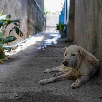 Image for 9 Things to Ensure When Adopting a Stray Dog