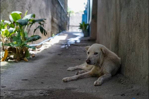 9 Things to Ensure When Adopting a Stray Dog