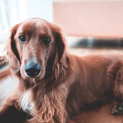 Osteomyelitis in Dogs: Causes, Symptoms, and Treatment