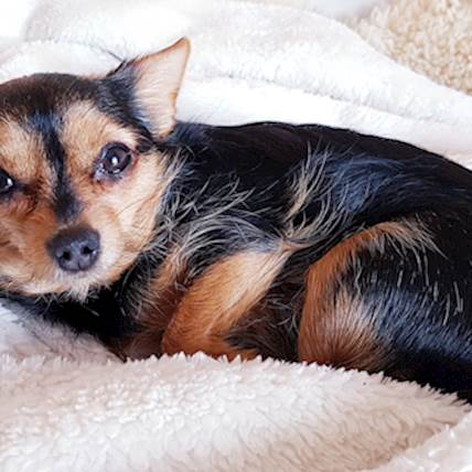 Image for Compulsive Disorders in Dogs: A Closer Look