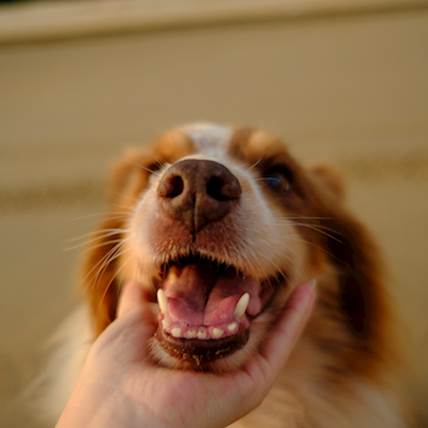 Enamel Hypoplasia in Dogs: A Closer Look