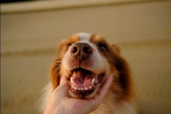 Enamel Hypoplasia in Dogs: A Closer Look