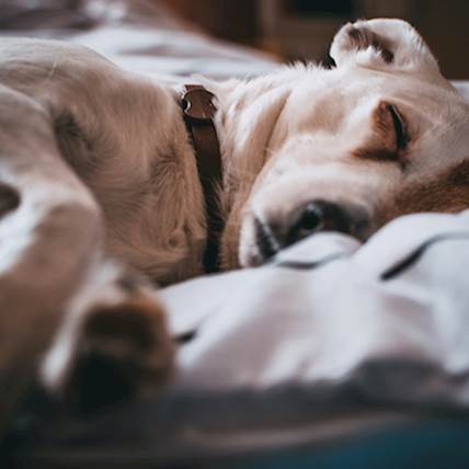 Risks Of Coccidioidomycosis In Pets